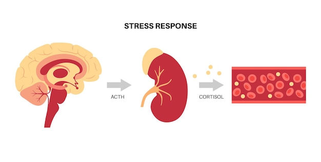 Stress response system. Hypothalamic pituitary adrenal axis. adrenal and pituitary glands concept