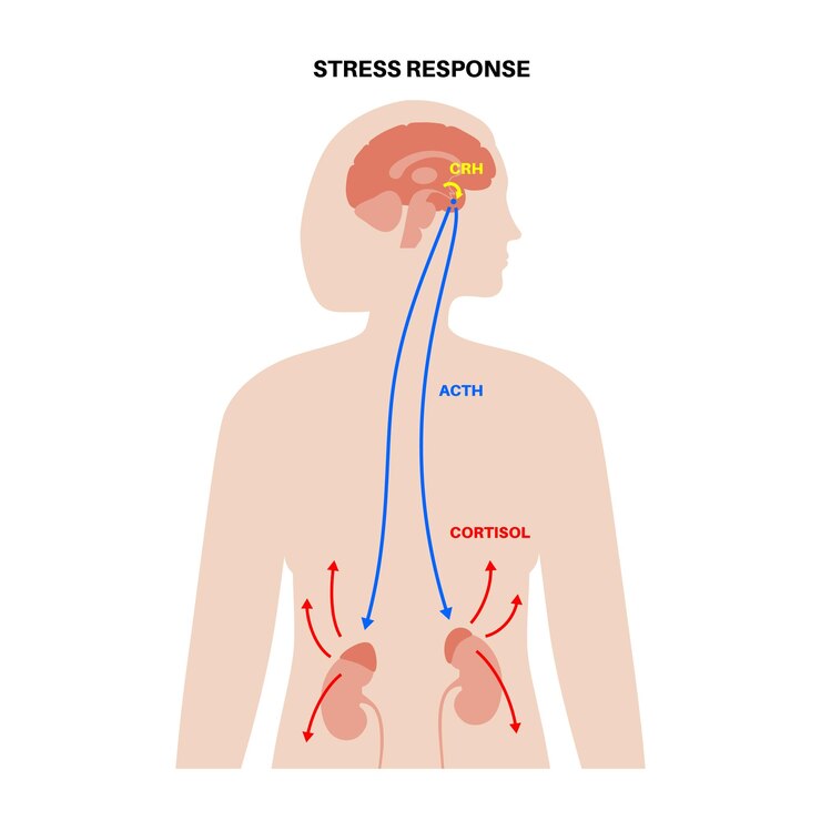 Vector stress response system. hypothalamic pituitary adrenal axis. adrenal and pituitary glands concept