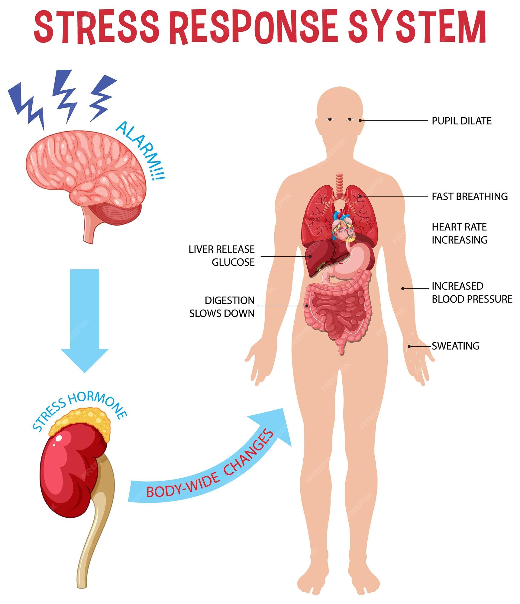 Premium Vector | Stress response system scheme