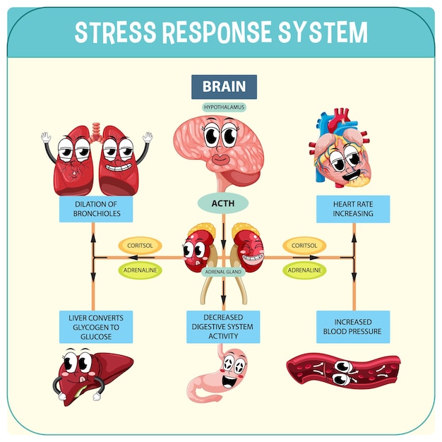 Stress response system scheme