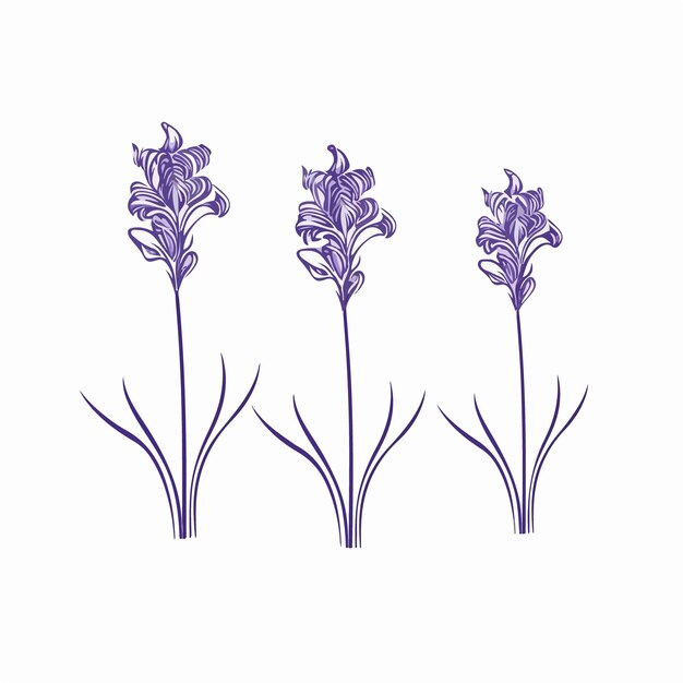 Striking hyacinth outline illustration with clean strokes