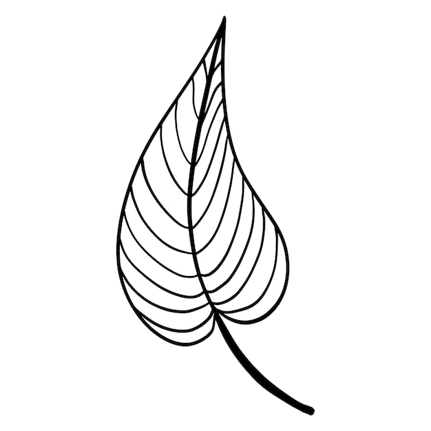 Striped tree leaf isolated vector illustration Single leaf in doodle style. Black hand sketch