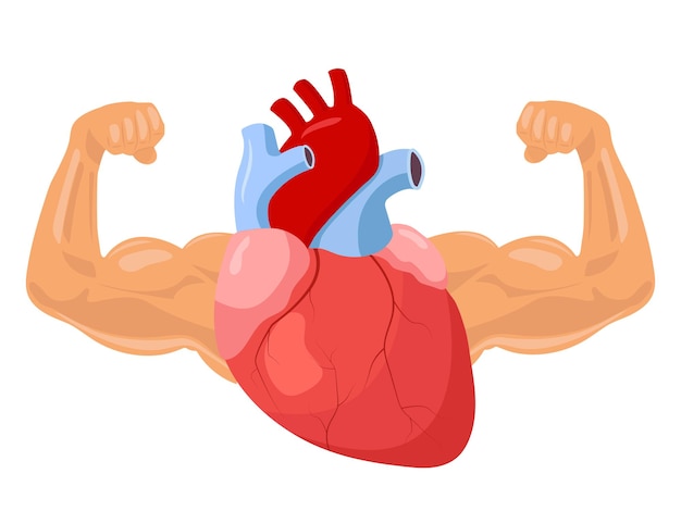 Vector strong and healthy heart illustration human heart with big muscular arms sport and medicine vector