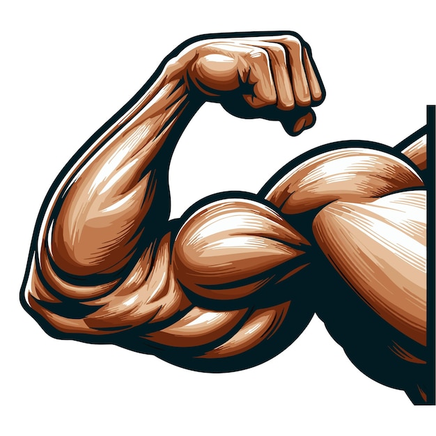 Vector strong muscular biceps vector illustration