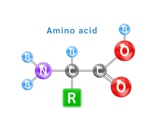 Vettore struttura di un simbolo di un aminoacido alfa formula chimica strutturale dell'amminoacido e modello di molecola