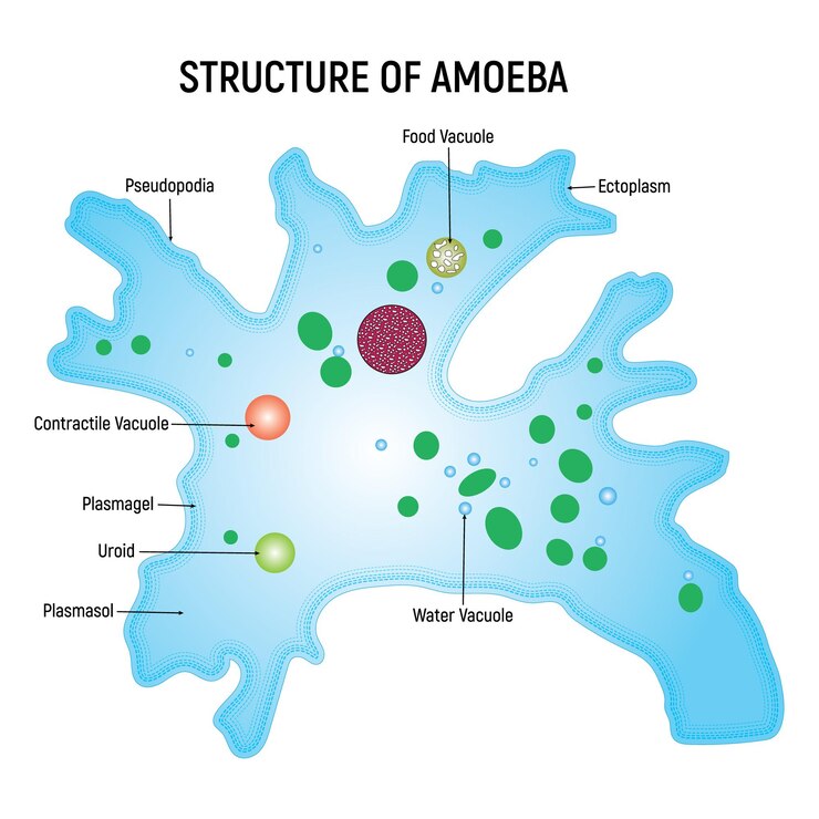 Vector structure of amoeba food vacuole ectoplasm water vacuole plasmagel uroid vector illustration
