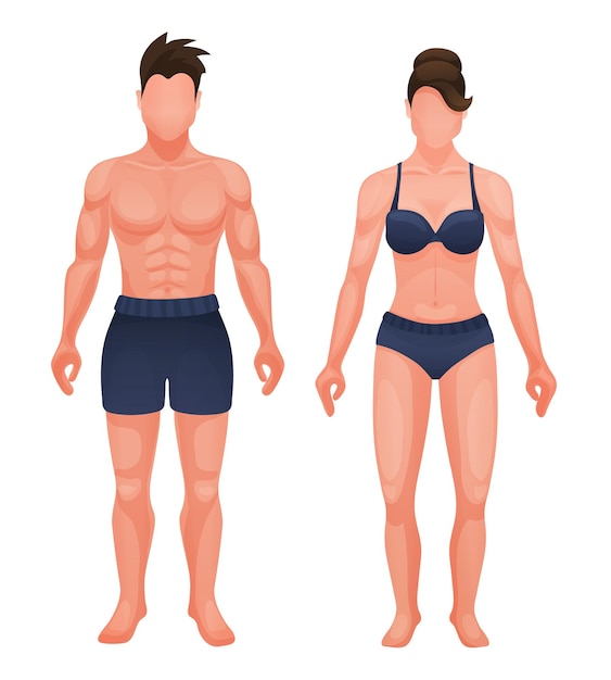 Structure of anatomy human body Appearance of torso man and woman with muscle structure press in half naked Body structures in full growth Vector illustration