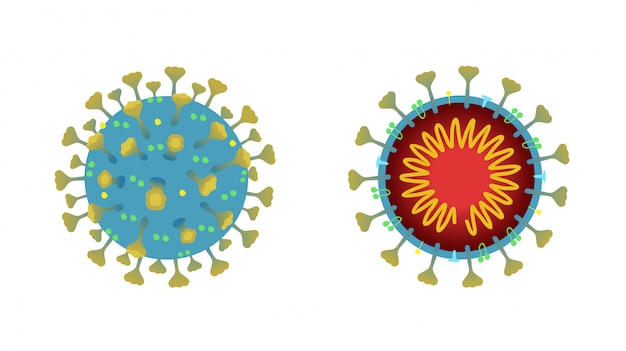 Вектор Структура и внешний вид коронавируса. вирус, вызывающий болезни у людей