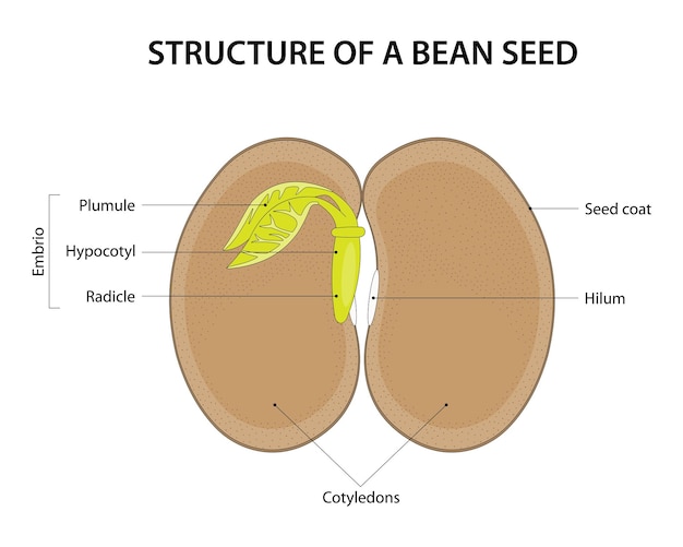 Vector structure of a bean seed diagram labelled