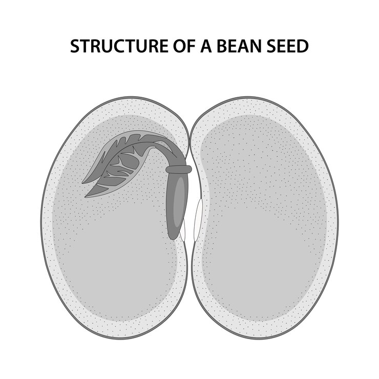 Vector structure of a bean seed diagram unlabelled