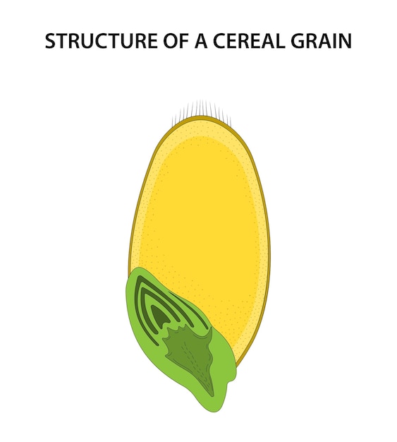 Vector structure of a cereal grain caryopsis