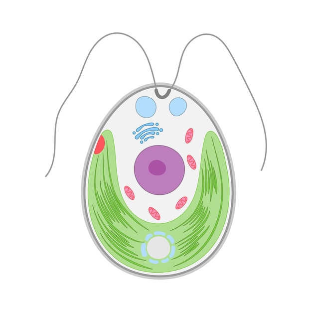 Vector structure of chlamydomonas green algae on a white background