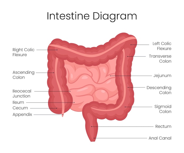 Structure diagram of human intestine