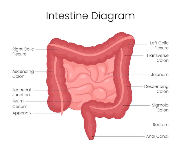 Диаграмма структуры кишечника человека