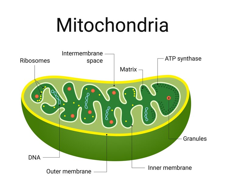 Vector structure diagram of microbiology mitochondria