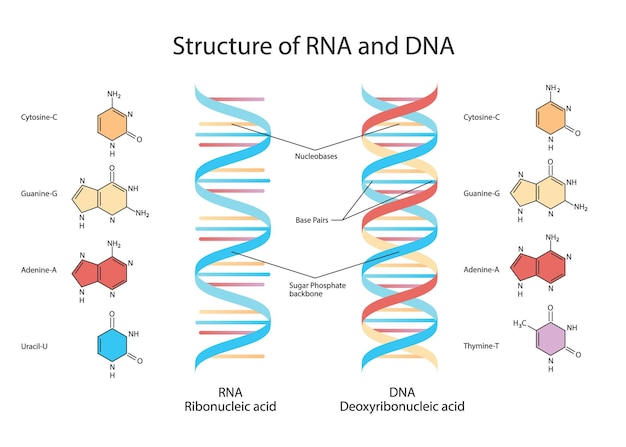 DNA 의료 차트의 구조