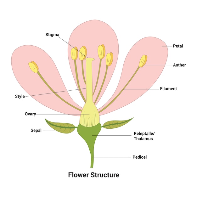 Struttura di un diagramma biologico floreale disegno illustrativo vettoriale con lo schema educativo