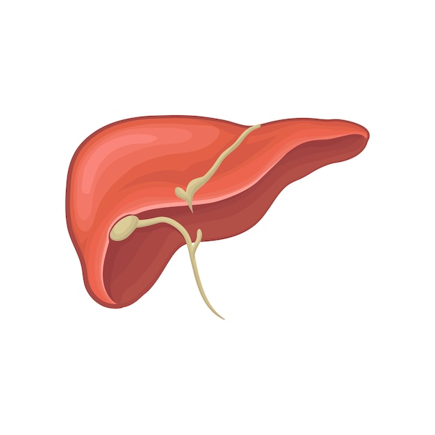 人間の肝臓の構造消化器官生物学と生理学の概念本のインフォグラフィックまたは医療ポスターのグラフィックデザイン詳細なフラットベクトルアイコン