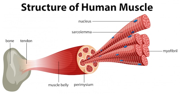 Vettore una struttura del muscolo umano