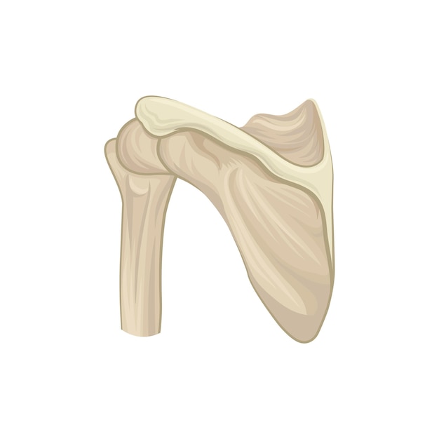 견갑골 견갑골 또는 날개 뼈의 구조 Infographic 의료 포스터 또는 교육 책에 대한 인간 골격 디자인의 일부 자세한 평면 벡터 아이콘