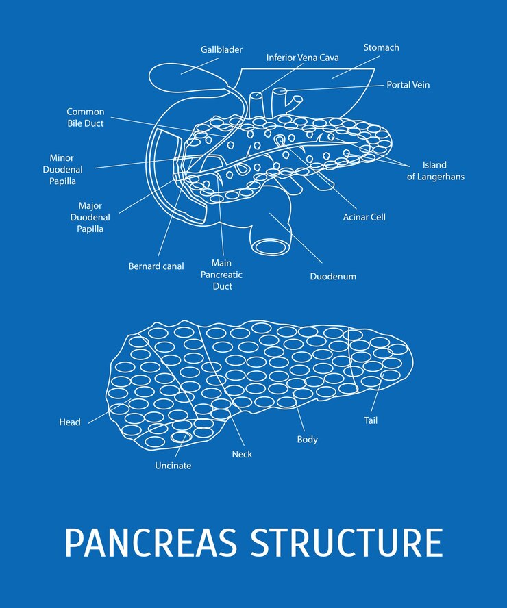 Vector structure of a pancreatic gland vector