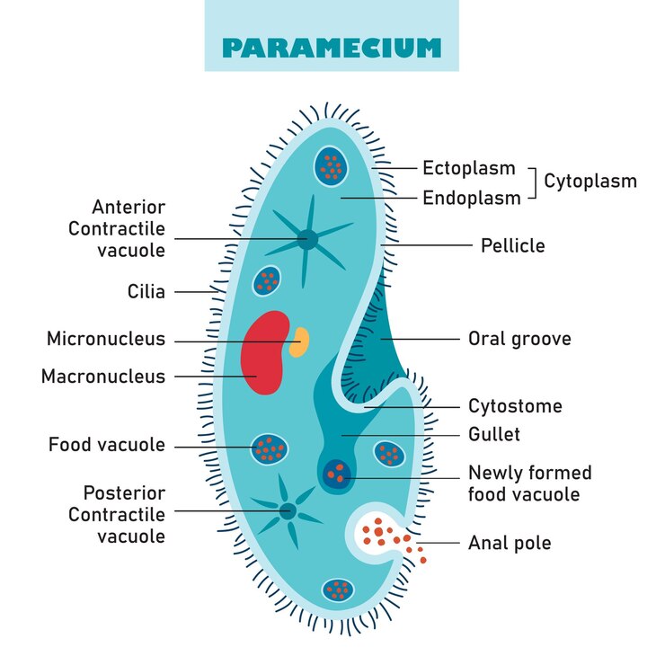 Vector the structure of paramecium caudatum