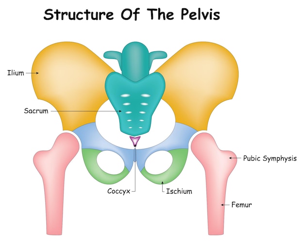 Structure of the pelvis Pubic Symphysis Femure Ischium Coccyx Sacrum Ilium Vector Illustration