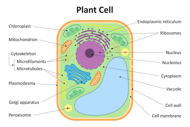 Struttura di una cellula vegetale diagramma degli organelli della cellula vegetale