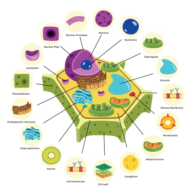 Vector the structure of plant cell