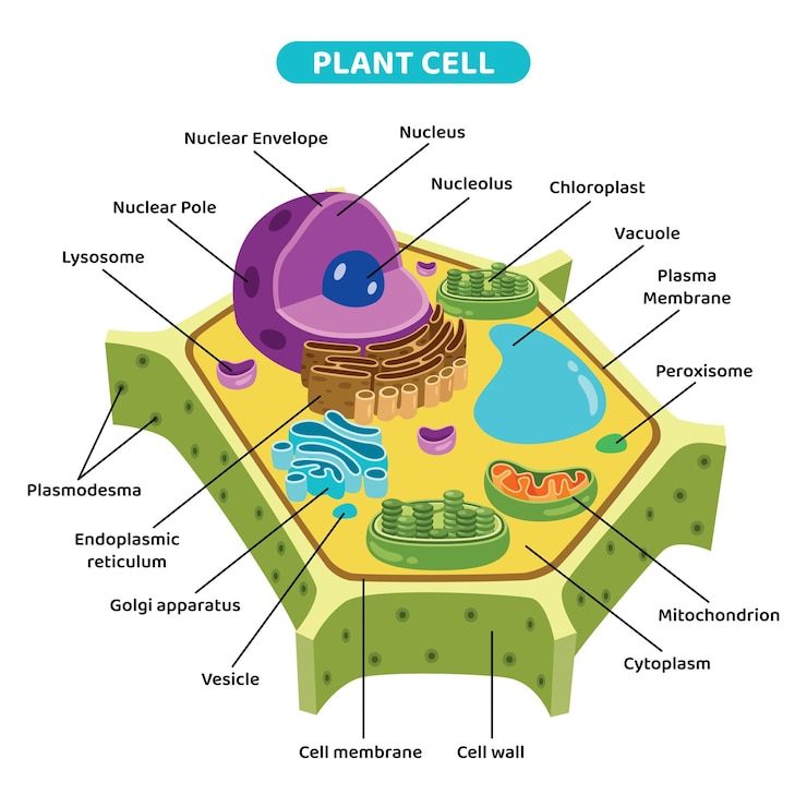 Vector the structure of plant cell