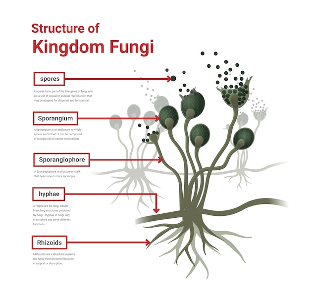 Vettore struttura del fungo nero della muffa del pane rhizopus