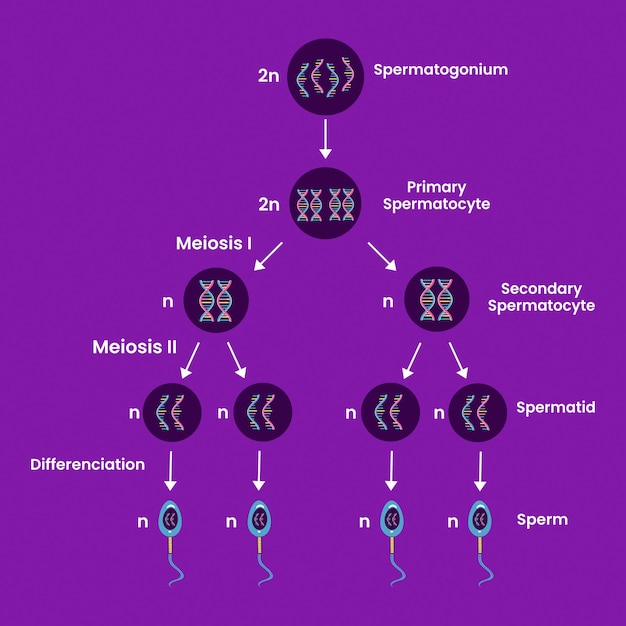 Vettore struttura della spermatogenesi, processo di divisione cellulare. sistema riproduttivo maschile.