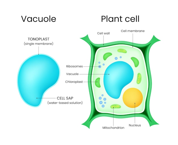 Structuur van de cel en de vacuol