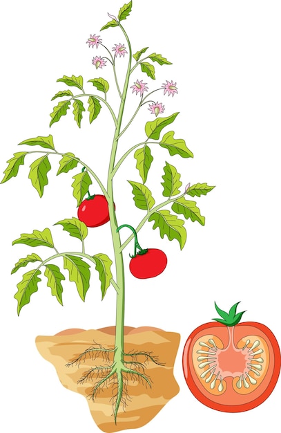 Structuur van plant vectorillustratie