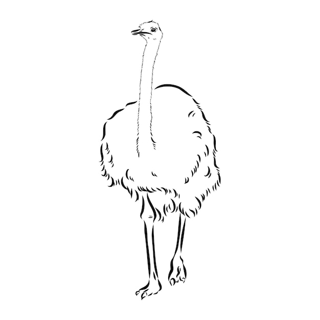 Struisvogel hand getekend vector dierlijke illustratie struisvogel vector