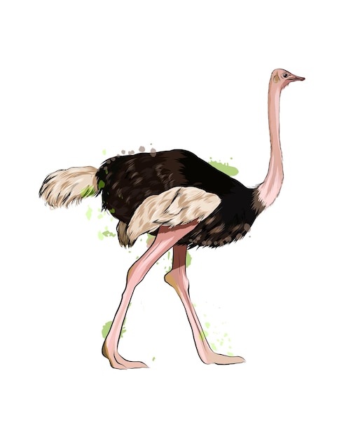 Struisvogel uit een scheutje aquarel