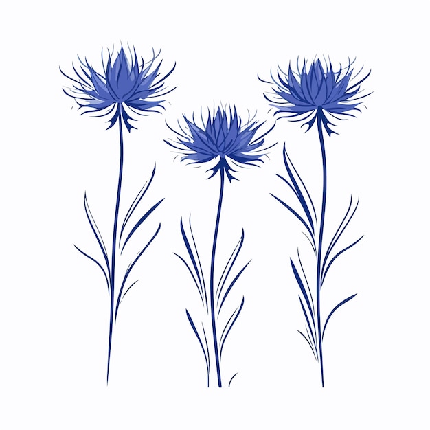 Vector stunning vector illustration of a cornflower