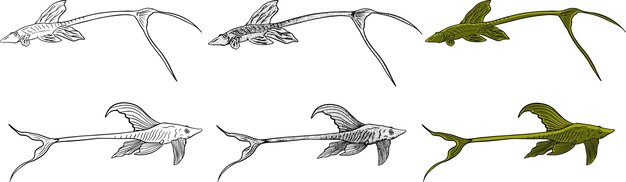 Sturisoma vis schets collectie Hand getrokken vector vis