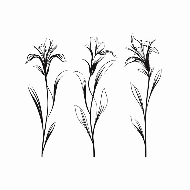 Stylish vector illustration of a captivating lily