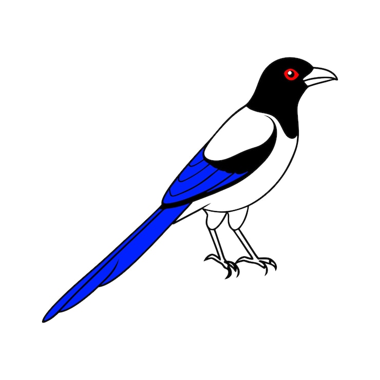Vector stylized blue jay bird illustration