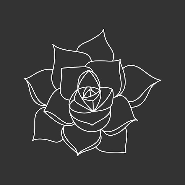 Succulent echeveria in doodle style vector illustration Desert flower side view for print