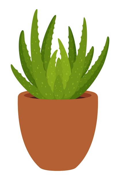 Vector succulent gasteria in pot home office houseplant