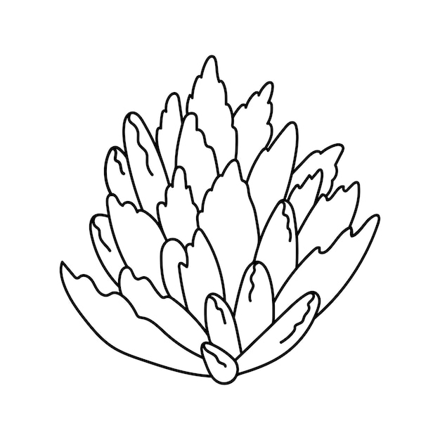 Сочное каланхоэ в векторной иллюстрации в стиле каракулей цветок пустыни для печати и дизайна