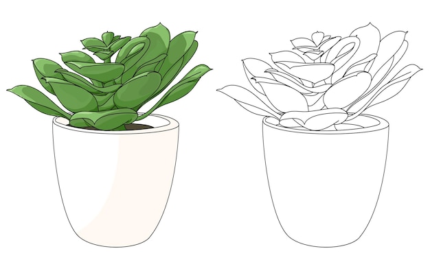 Fiore di piante succulente in vaso vector hand draw decor