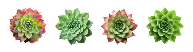 Succulent plant vector set isolated on white background