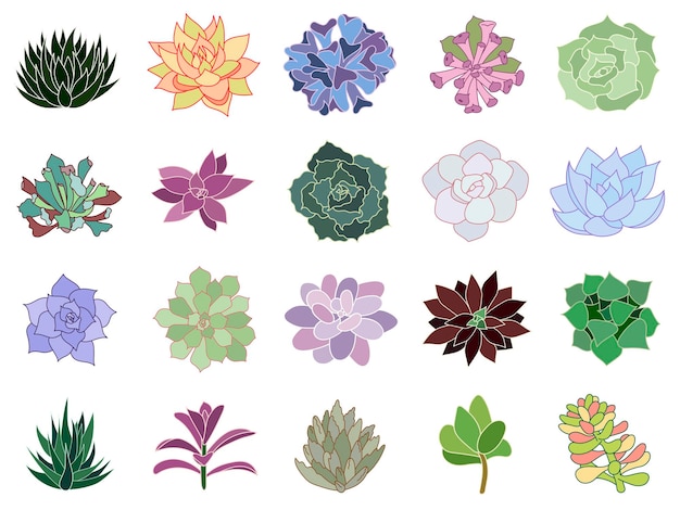 Succulente echeveria en cactus vector set collectie geïsoleerde planten in vlakke stijl om af te drukken