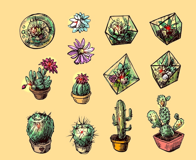 Succulents and cactuses