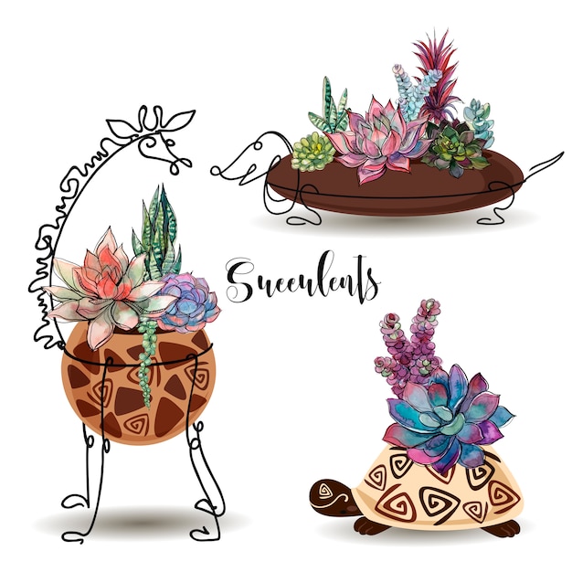 Succulents in decorative pots. set.