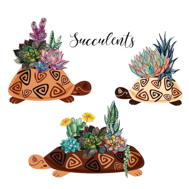 Succulents in pots in the form of a turtle.