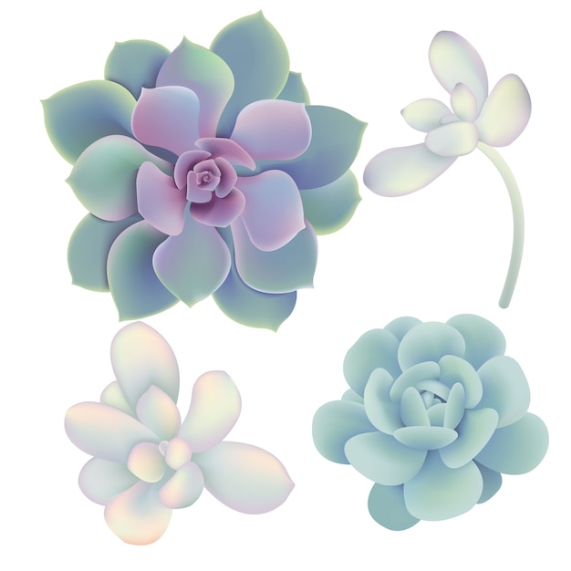 Succulents vector collection